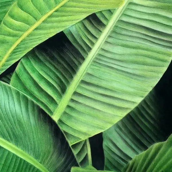Tableau feuilles de bananier tropical - peinture jungle végétale "Bananier" – vue 8